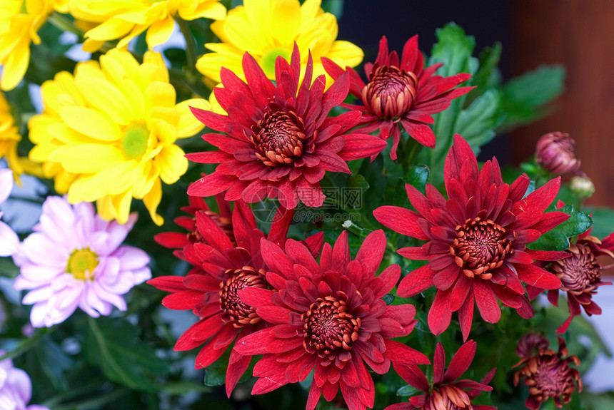 菊花紫色植物叶子橙子花朵生长场地园艺花瓣宏观图片