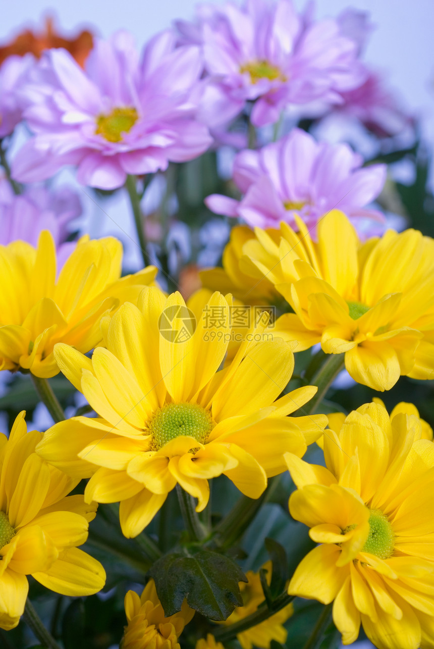 菊花植物场地植物群格柏生长边界花园宏观花束紫色图片