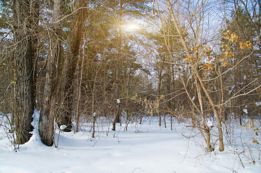 冬季森林国家季节风景气候阴影场景太阳美丽天气天空图片