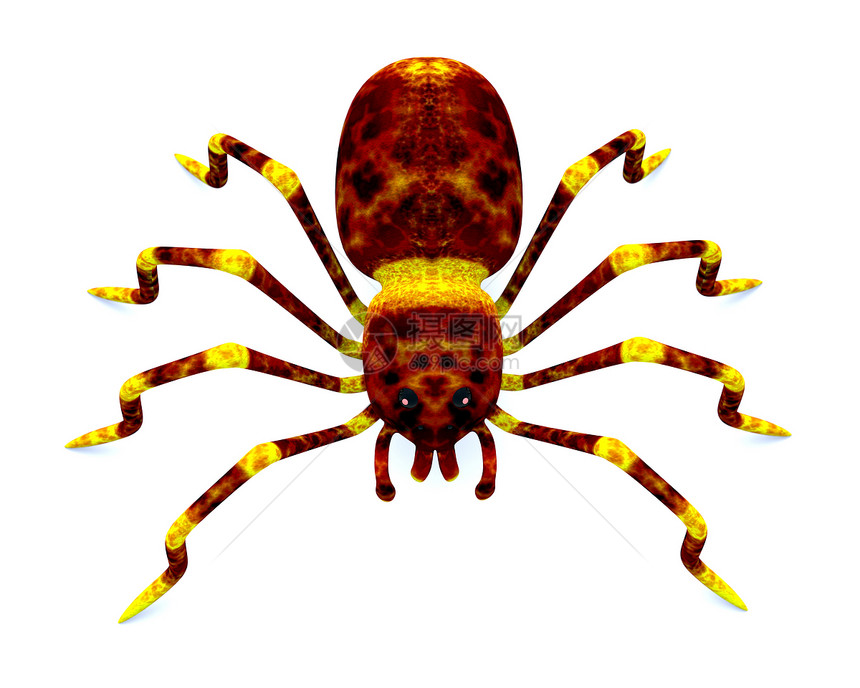 蜘蛛花兽类荒野致命工作室野生动物昆虫白色宠物狼蛛捕食者图片