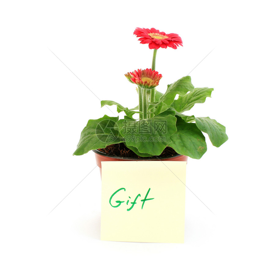 礼品植物雏菊礼物盆栽园艺绿色季节白色红色花瓣图片