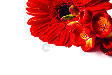 红梅贝拉和自由黄色植物白色植物群红色背景图片