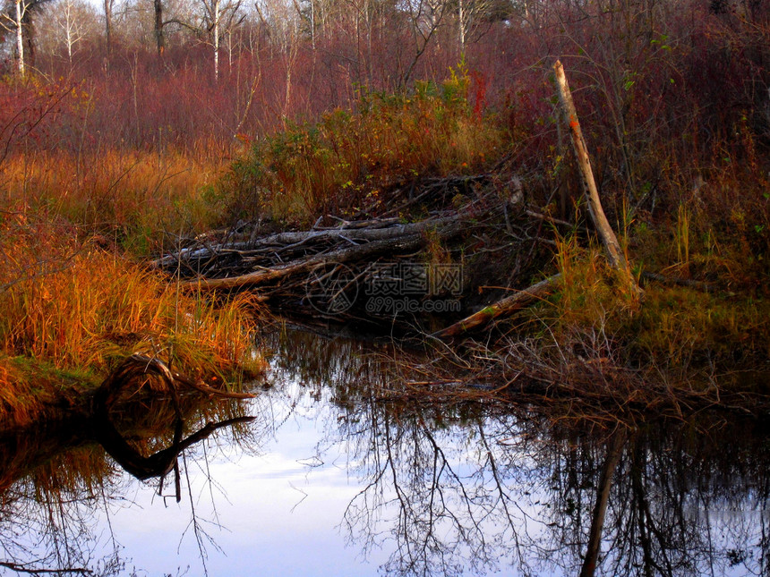 海狸大坝植被荒野日志森林踪迹植物群沼泽美丽分支机构环境图片