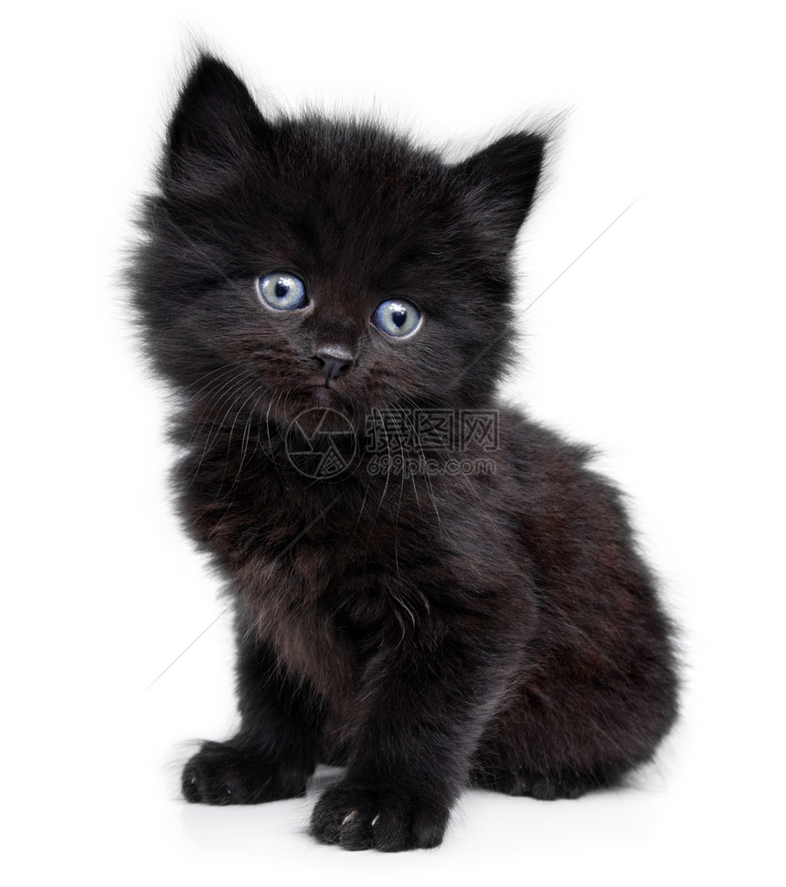 黑小黑小猫坐下来猫科动物朋友毛皮头发兽医眼睛伴侣工作室动物耳朵图片