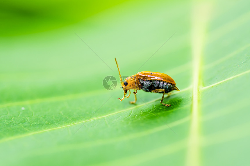 绿色性质的橙色甲虫漏洞眼睛昆虫荒野丛林生活生物学阳光宏观爬坡图片