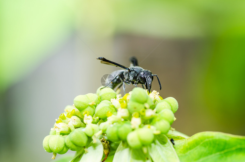 绿性黄蜂或花园夹克白色翅膀昆虫黄色蜜蜂害虫宏观金子黑色图片