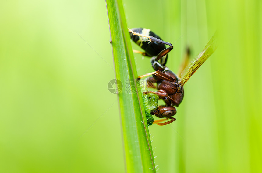 绿性黄蜂或花园翅膀金子宏观黄色条纹夹克白色黑色害虫蜜蜂图片