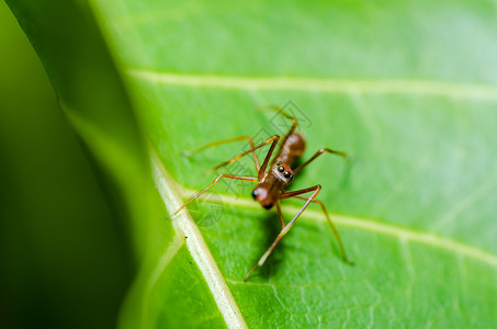 自然性质的红蜘蛛花园网络昆虫蜘蛛水平危险圆圈宏观丝绸野生动物背景