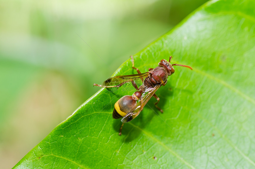 绿性黄蜂或花园黑色条纹金子宏观白色翅膀蜜蜂夹克昆虫黄色图片