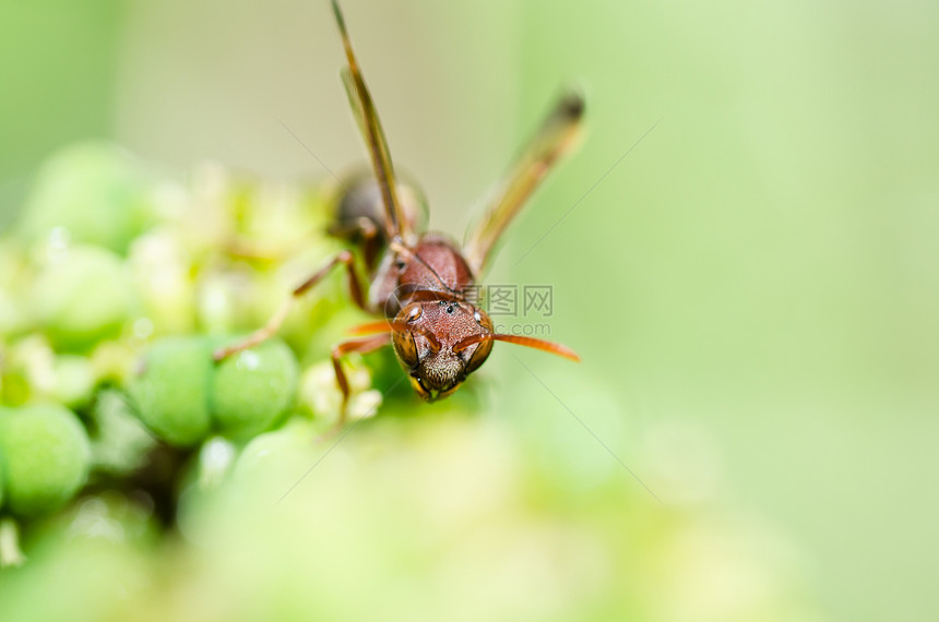 绿性黄蜂或花园黑色宏观昆虫夹克翅膀条纹黄色蜜蜂金子害虫图片