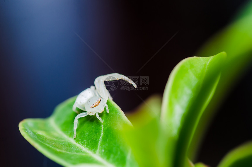 白蜘蛛在自然的叶子上昆虫水平蜘蛛网络野生动物宏观花园圆圈危险丝绸图片