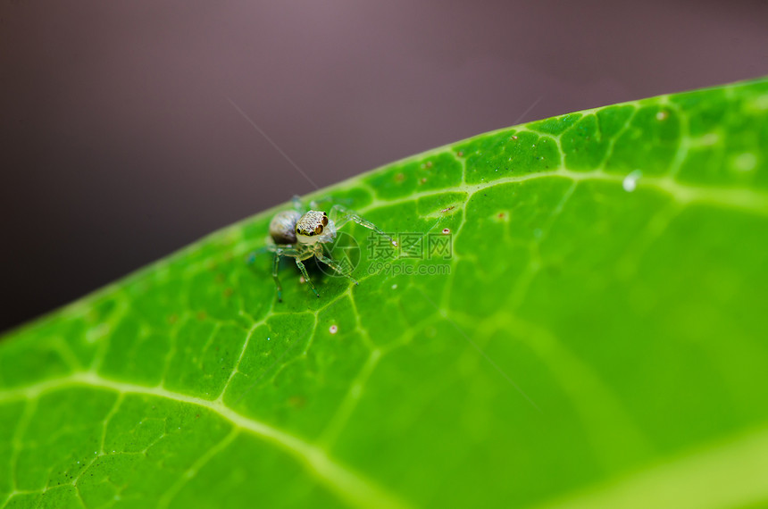 绿色性质的跳跃蜘蛛阳光眼睛丛林棕色公园花园爬坡野生动物宏观图片
