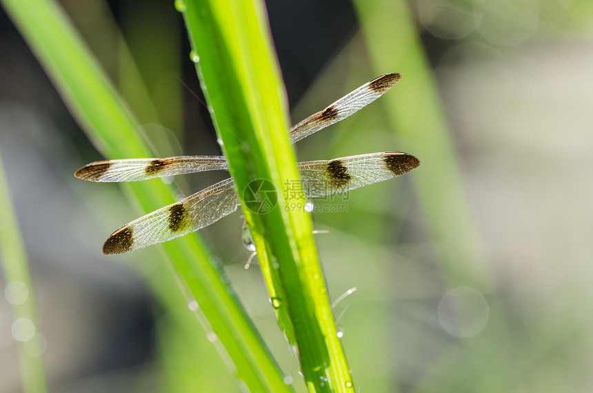 花园中的和阳光野生动物追逐者漏洞眼睛宏观蜻蜓昆虫生活绿色翅膀图片