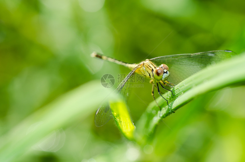 花园中的和阳光宏观蜻蜓漏洞野生动物眼睛生活翅膀绿色追逐者昆虫图片
