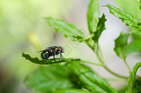 绿色飞行害虫白色翅膀红色宏观漏洞食物昆虫房子垃圾背景图片