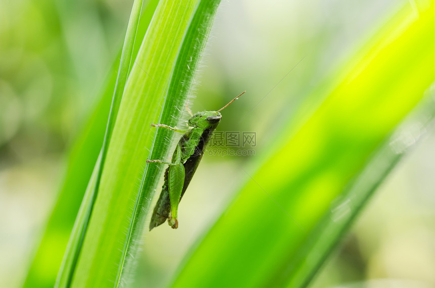 绿色天然的荒野肌肉生活翅膀叶子蟋蟀刺槐草地蚱蜢害虫图片