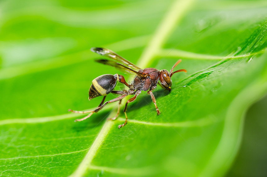 绿性黄蜂或花园昆虫白色黑色翅膀黄色金子宏观条纹害虫夹克图片