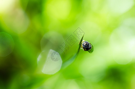 果果文件或鲜花绿色性质的宏条纹苍蝇动物学黄色昆虫蜜蜂宏观野生动物翅膀背景图片