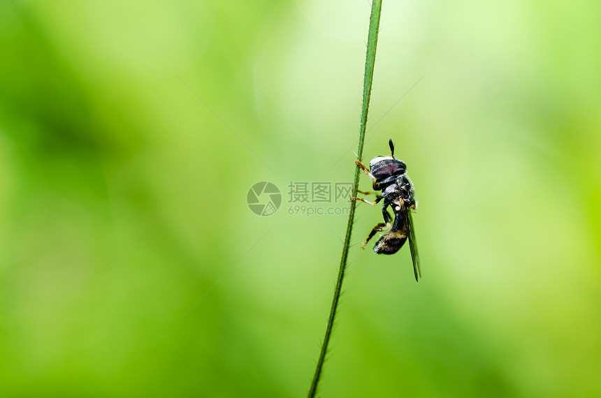 果果文件或鲜花绿色性质的宏黄色蜜蜂动物学苍蝇宏观翅膀昆虫条纹野生动物图片