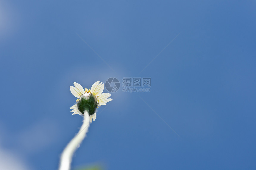 白花草和蓝天空宏观绿色植物季节天空草地蓝色花园植物群生长图片