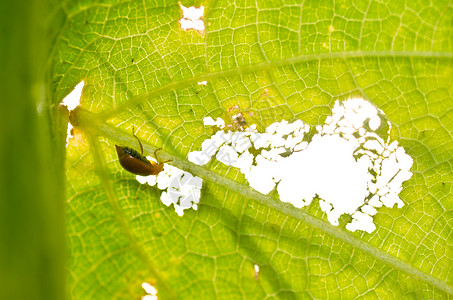 甲虫吃叶子和阳光花园爬坡绿色漏洞丛林眼睛季节生物学昆虫公园背景图片