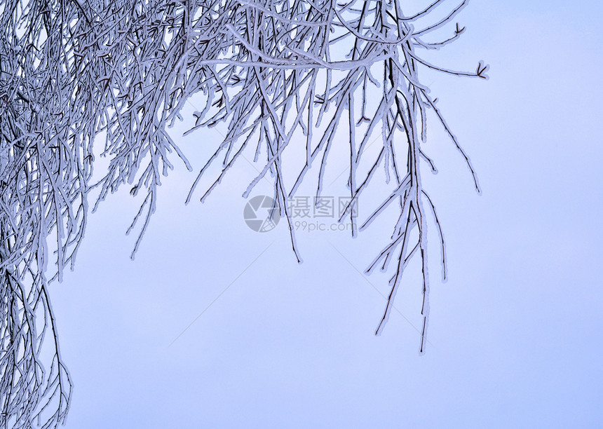 积雪冰雪 树枝上的冰雪磨砂植物天空雪花植物群风暴冻结天气场景寒意图片