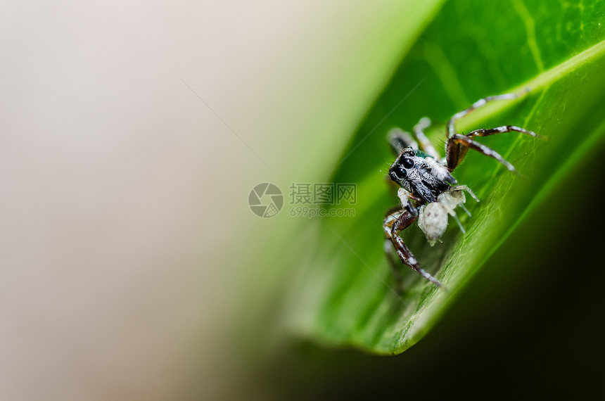 绿色性质的跳跃蜘蛛爬坡阳光宏观花园野生动物棕色公园丛林眼睛图片