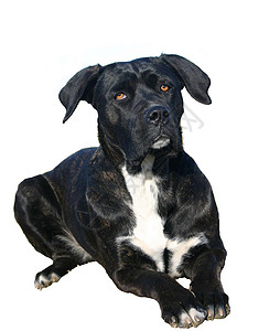 甘蔗动物宠物意大利语犬类背景图片