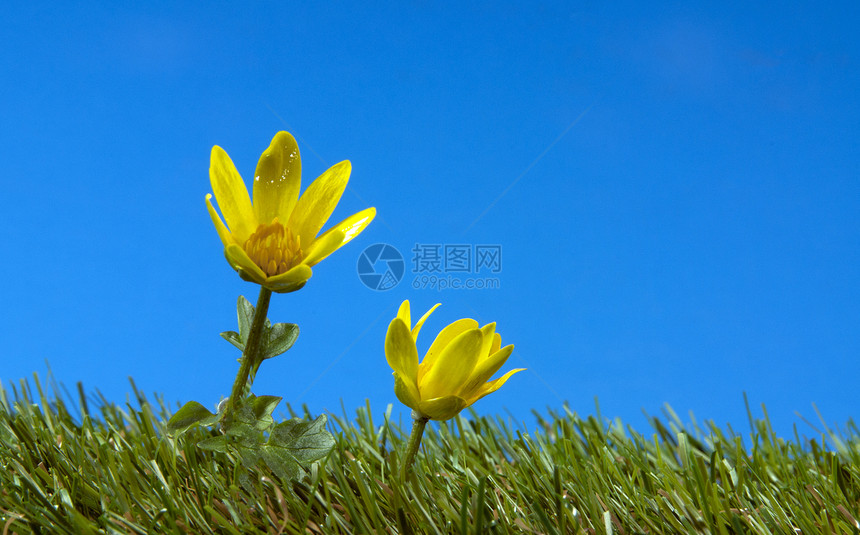 绿草上的黄花叶子季节场景自由场地土地植物天气农场天空图片