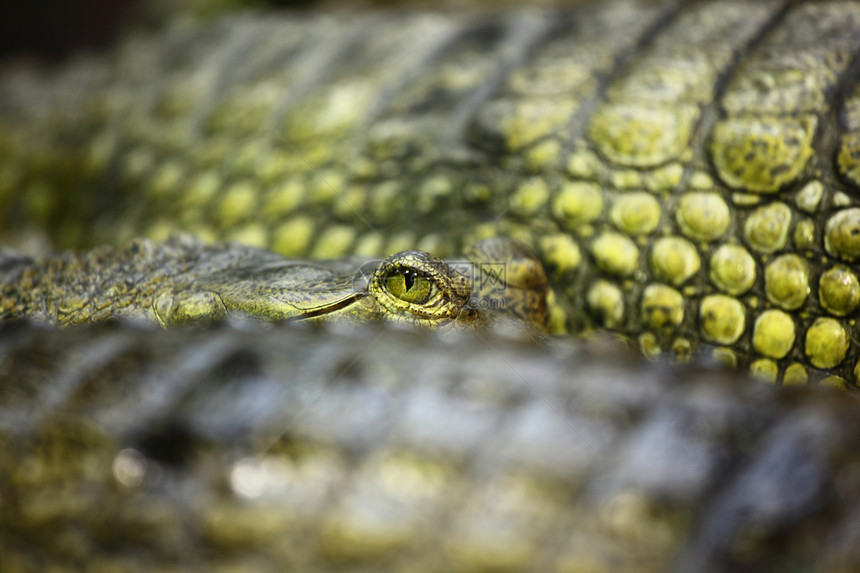 鳄鱼鳄皮肤热带荒野保护牙齿鼻子威胁野生动物危险眼睛图片