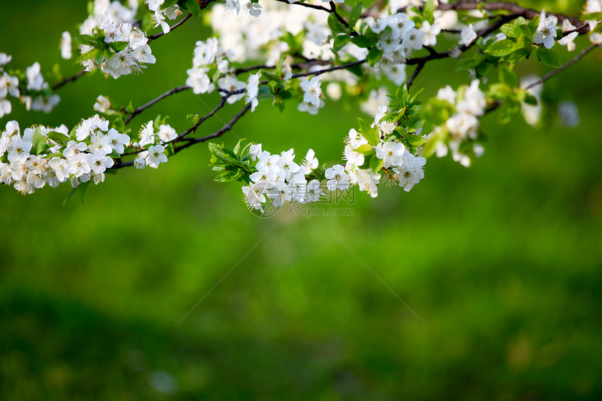 白花花环境日历植物场地植物学公园冻结宏观卡片植物群图片