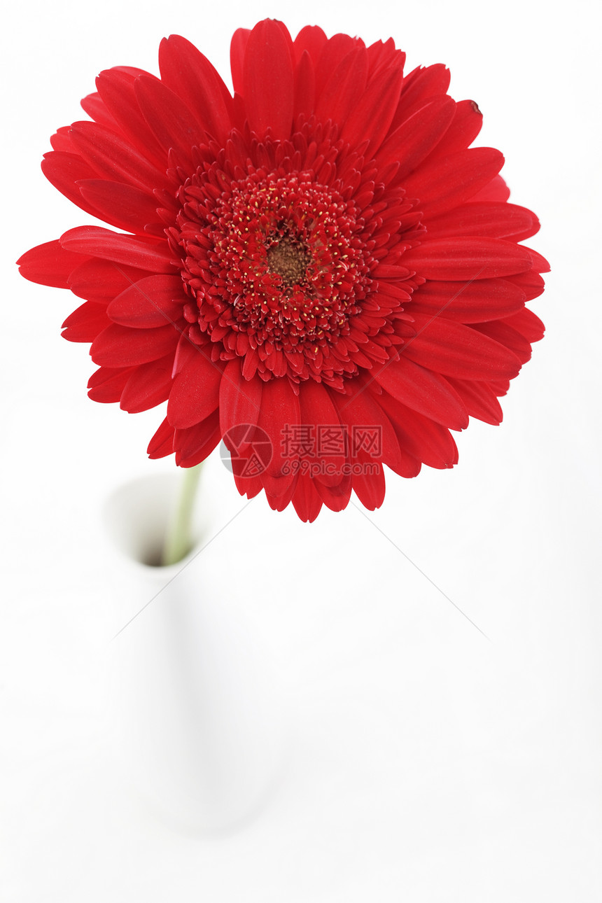 花瓶中的花朵雏菊美丽红色制品植物学白色植物植物群格柏花瓣图片
