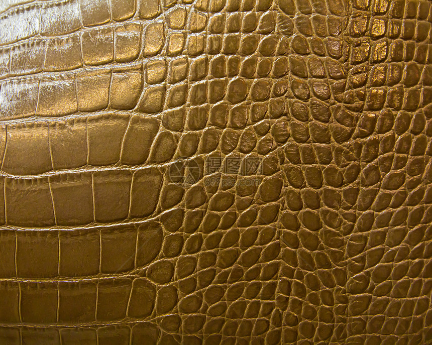 鳄鱼皮肤纹理材料动物框架牛皮荒野奢华衣服蜥蜴艺术爬虫图片