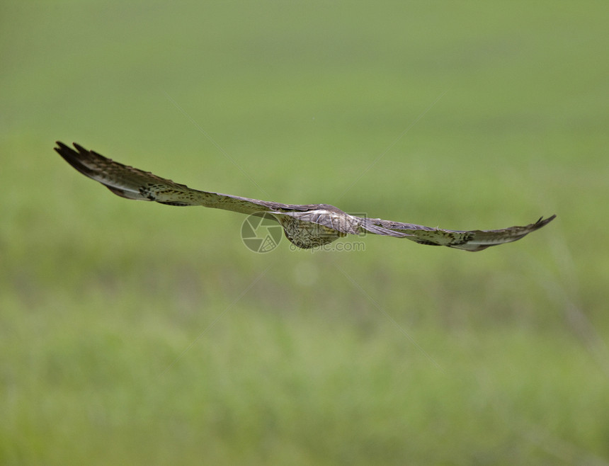 在飞行中羽毛航班利爪物种天空动物捕食者野生动物猎物受保护图片