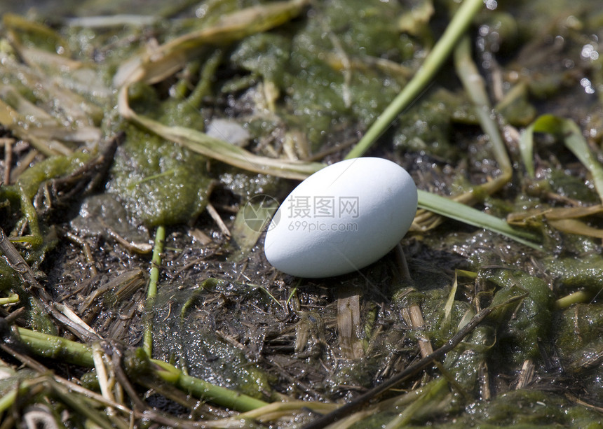 角食糖蛋黑色棕色鸟类动物水禽野生动物白色荒野图片