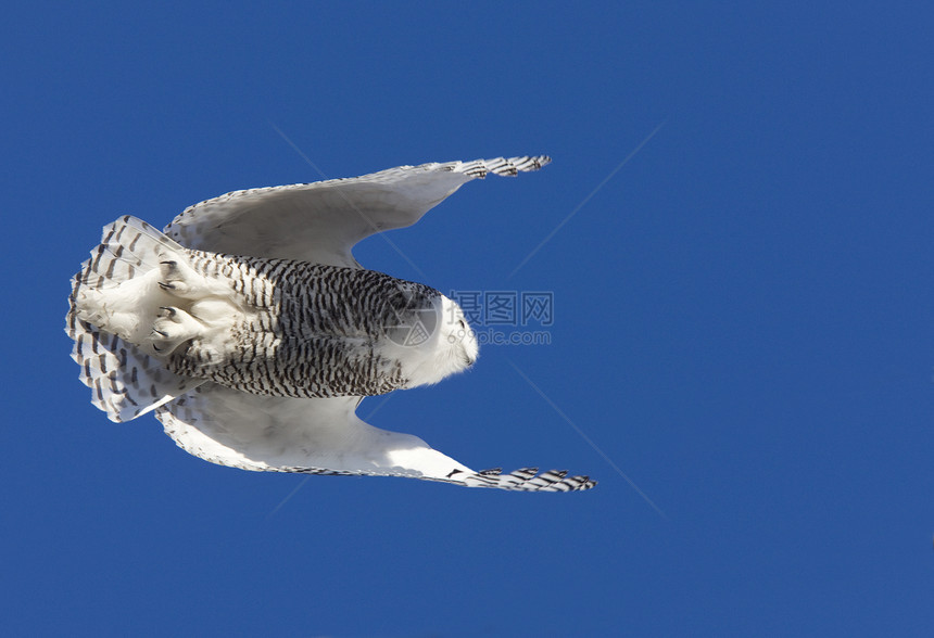 飞行中的雪猫捕食者动物羽毛荒野翅膀野生动物白色猎物图片