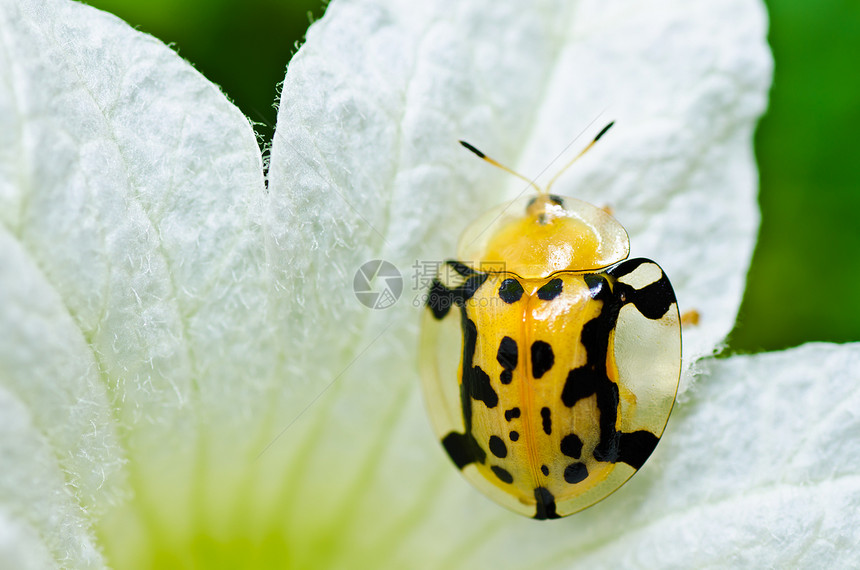 绿色自然中的瓢虫和白花荒野眼睛爬坡昆虫宏观公园生活生物学棕色甲虫图片