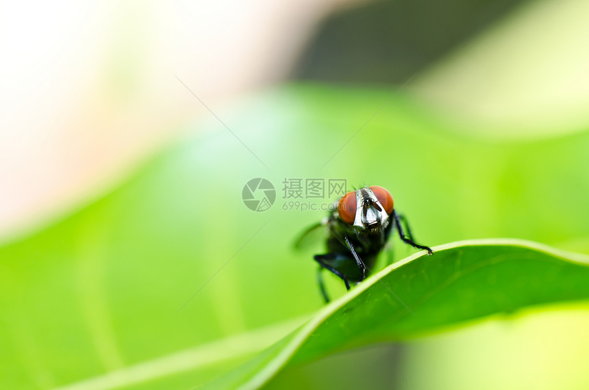 绿色飞行昆虫白色翅膀食物漏洞红色垃圾宏观房子害虫图片