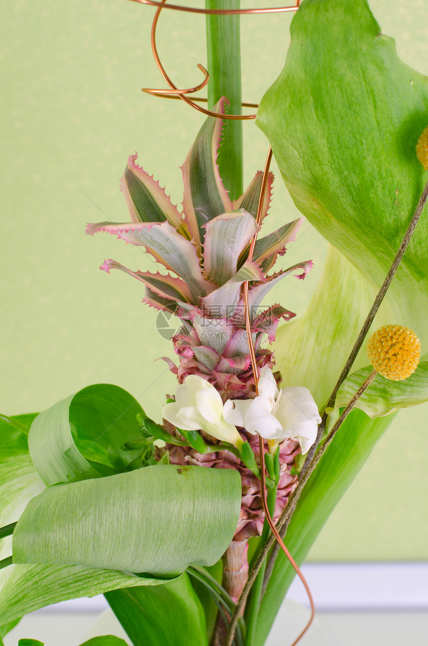 菠萝装饰花园水果商品叶子生长棕榈兄弟产品土地食物图片