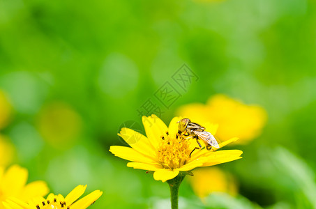 果果文件或绿色性质的鲜花文件动物学翅膀黄色昆虫蜜蜂条纹野生动物宏观苍蝇背景图片