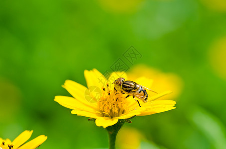 果果文件或绿色性质的鲜花文件条纹翅膀动物学昆虫蜜蜂苍蝇黄色野生动物宏观背景图片
