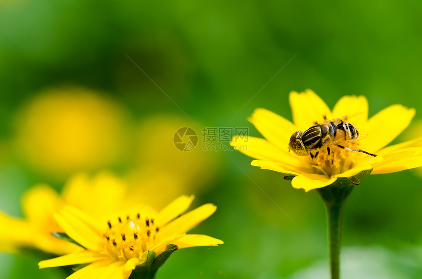 果果文件或绿色性质的鲜花文件动物学野生动物苍蝇蜜蜂宏观黄色条纹昆虫翅膀图片
