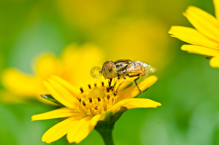 果果文件或绿色性质的鲜花文件黄色翅膀宏观动物学条纹昆虫蜜蜂野生动物苍蝇图片