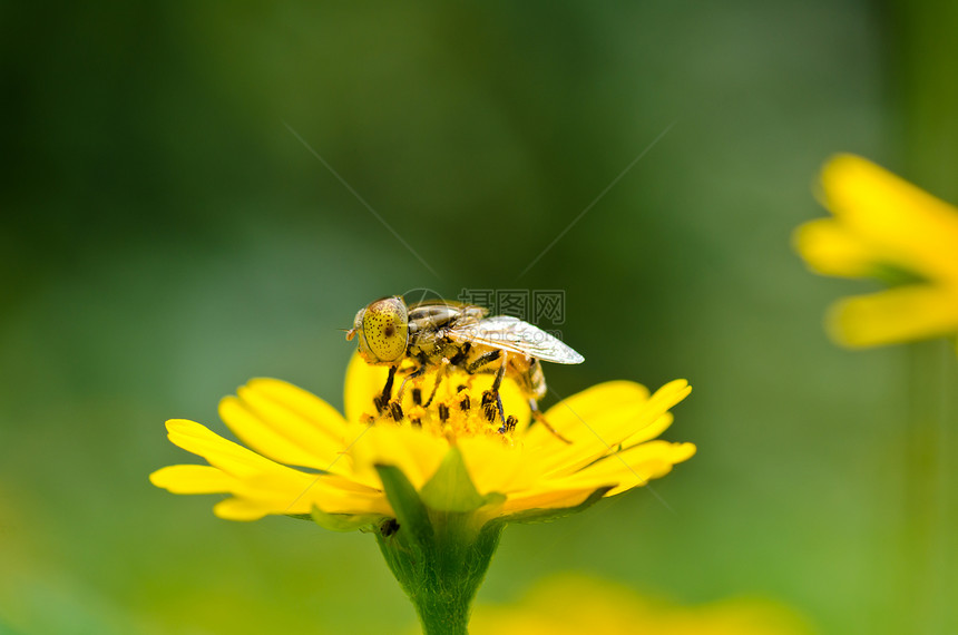 果果文件或绿色性质的鲜花文件动物学宏观蜜蜂条纹野生动物翅膀苍蝇昆虫黄色图片