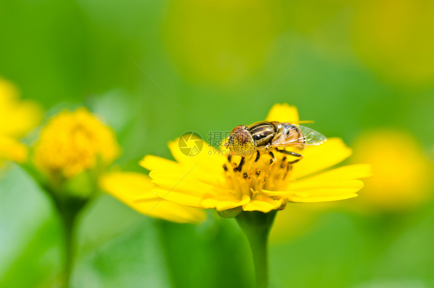 果果文件或绿色性质的鲜花文件宏观翅膀黄色野生动物苍蝇昆虫蜜蜂动物学条纹图片