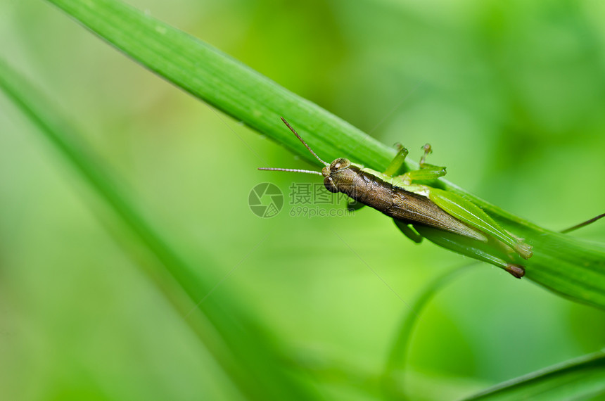 绿色天然的肌肉翅膀蚱蜢宏观生活害虫花园荒野叶子蟋蟀图片