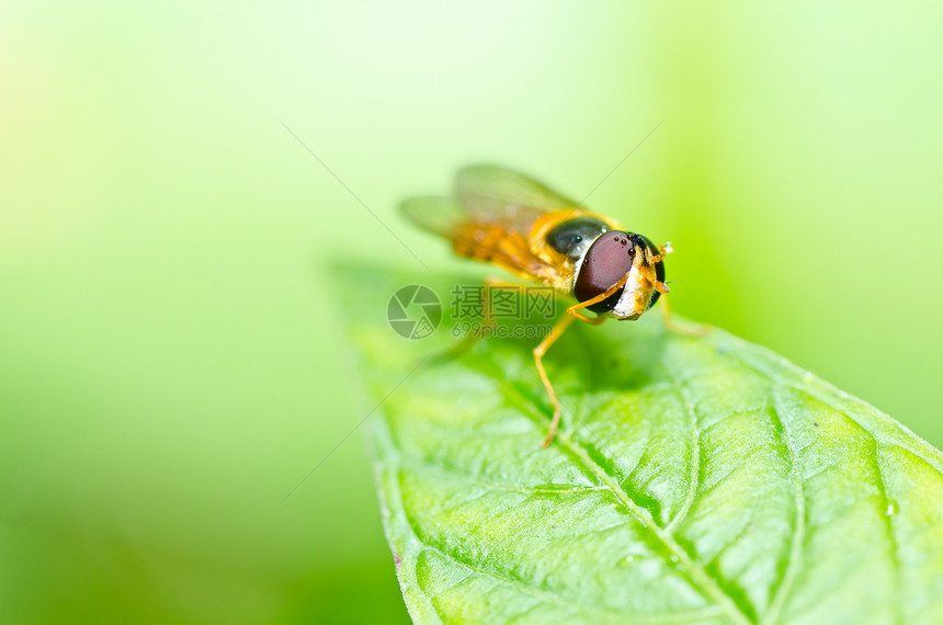 果果文件或绿色性质的鲜花文件昆虫宏观苍蝇黄色条纹野生动物动物学翅膀蜜蜂图片