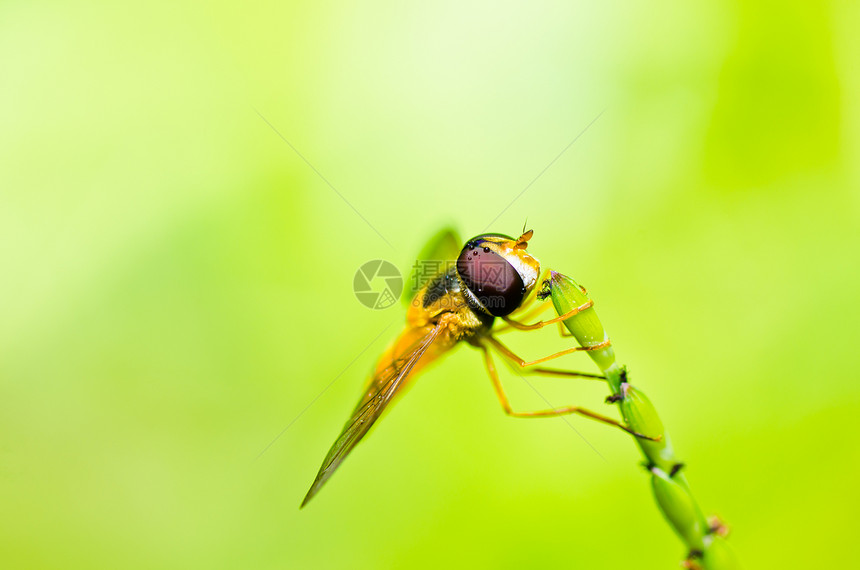 果果文件或绿色性质的鲜花文件苍蝇动物学蜜蜂翅膀宏观昆虫黄色野生动物条纹图片