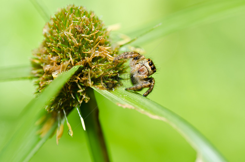 绿色性质的跳跃蜘蛛爬坡宏观野生动物花园棕色丛林公园眼睛阳光图片
