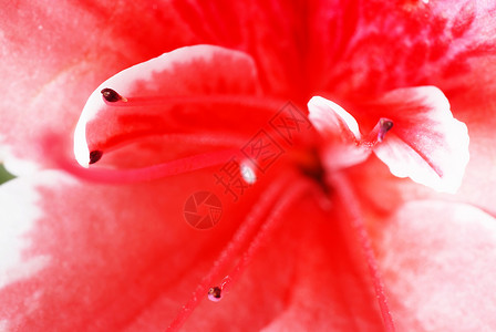 阿莱亚粉粉阿扎莱亚花朵白色红色香气种植植物粉末花粉雄蕊花瓣宏观背景
